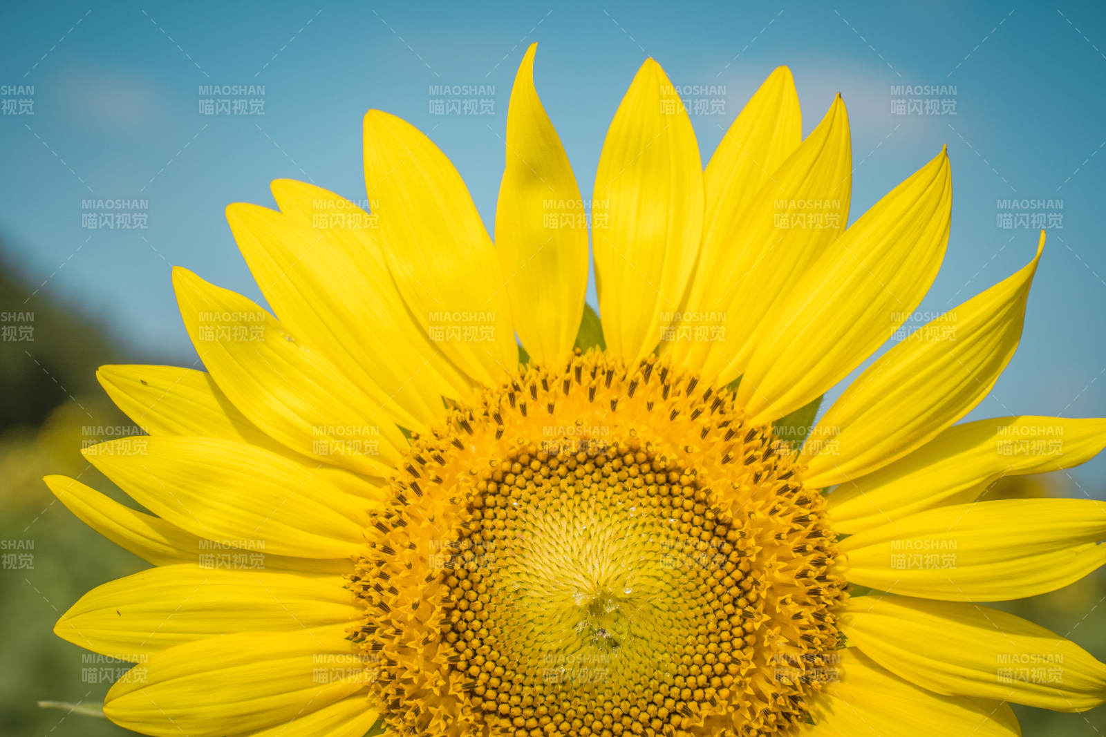 向日葵绽放图片