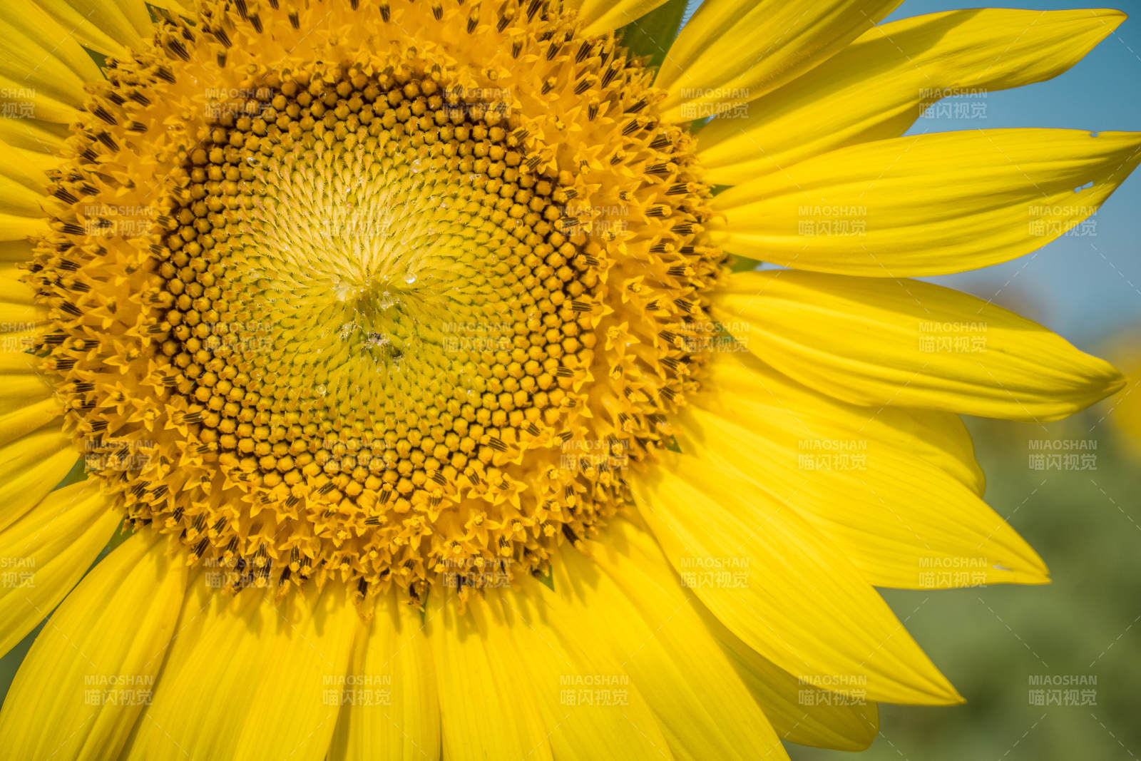 向日葵特写图片
