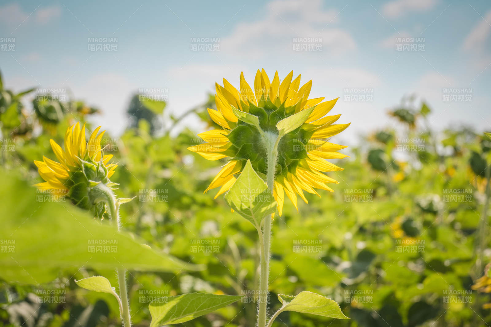 向日葵田间绽放图片