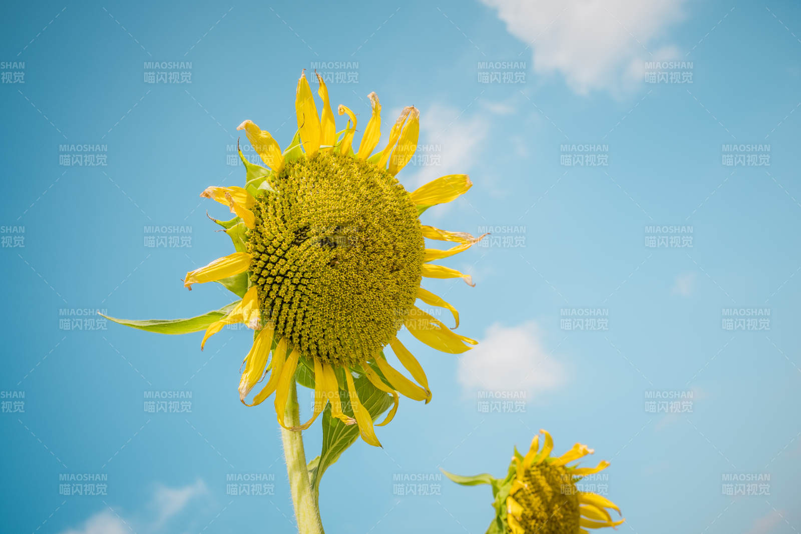 向日葵仰望蓝天图片