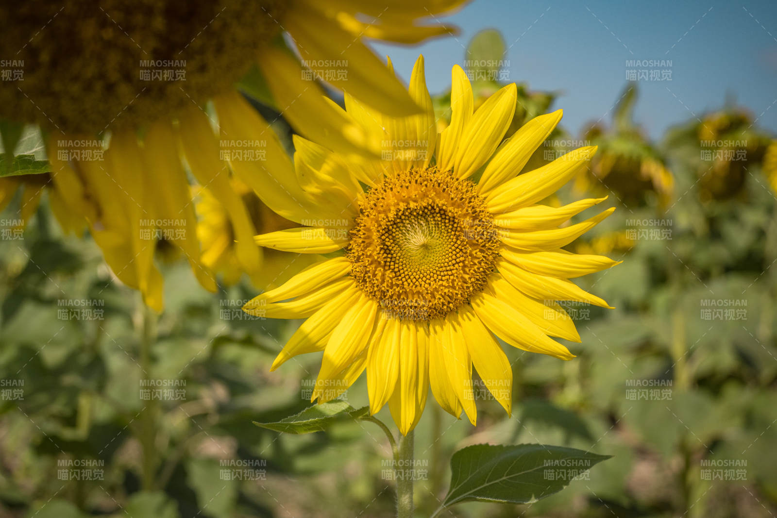 向日葵绽放阳光下图片