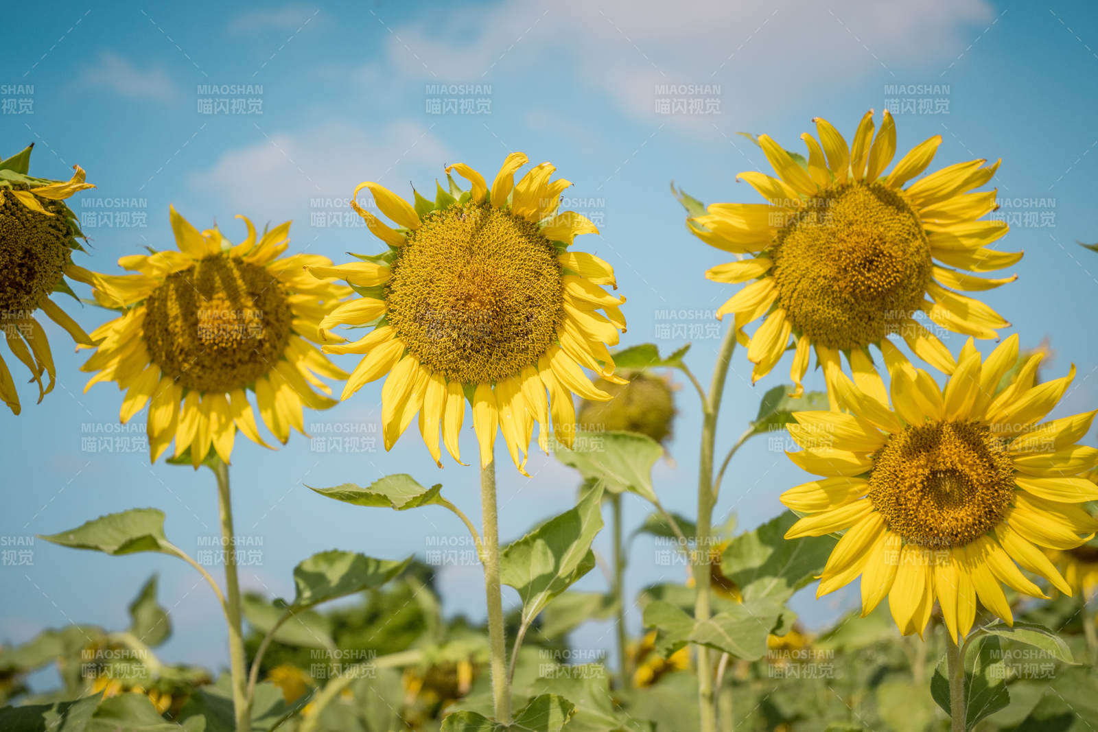 向日葵盛开图片