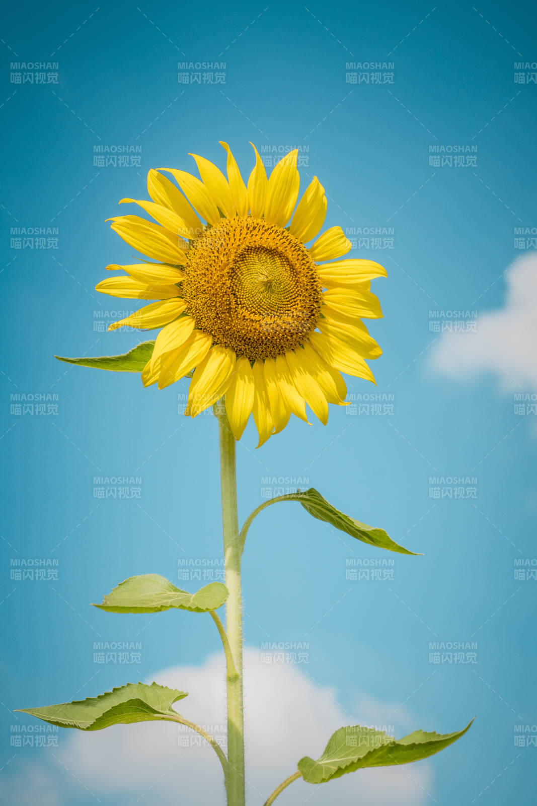 向日葵迎风绽放图片