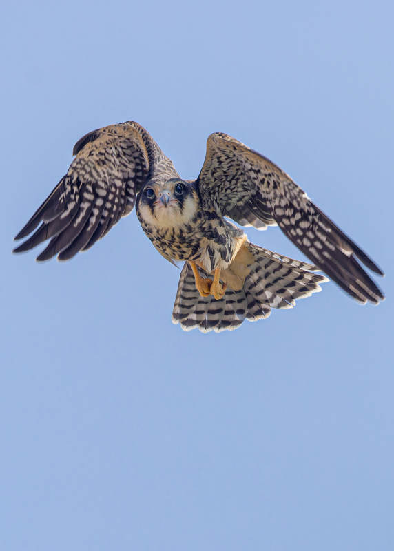 翱翔的猎鹰图片