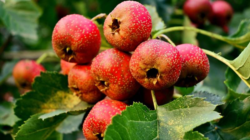 满树枝红彤彤的山楂熟了图片