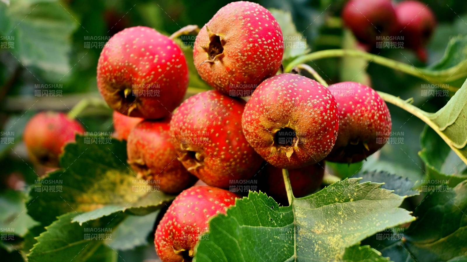 满树枝红彤彤的山楂熟了图片