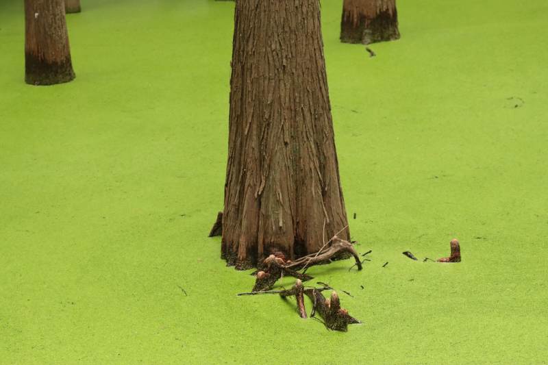 杭州临安青山湖树下落叶静谧景图片