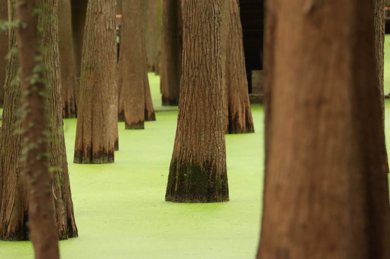 杭州临安青山湖绿意盎然的树阵图片