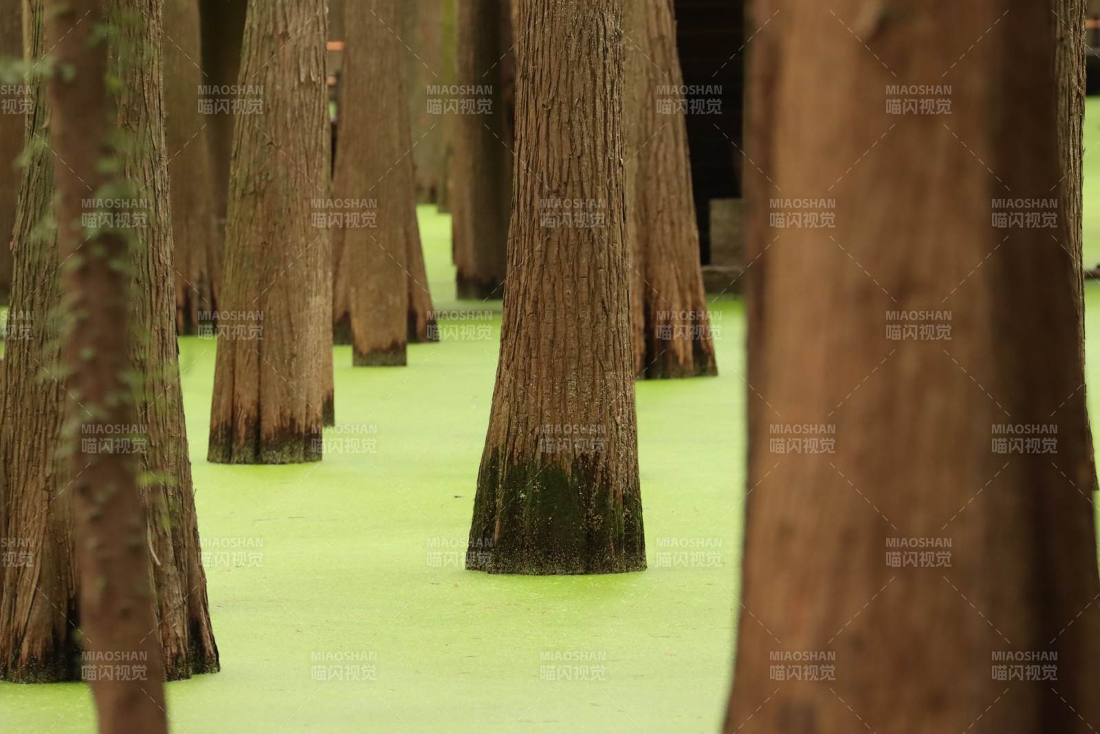 杭州临安青山湖绿意盎然的树阵图片