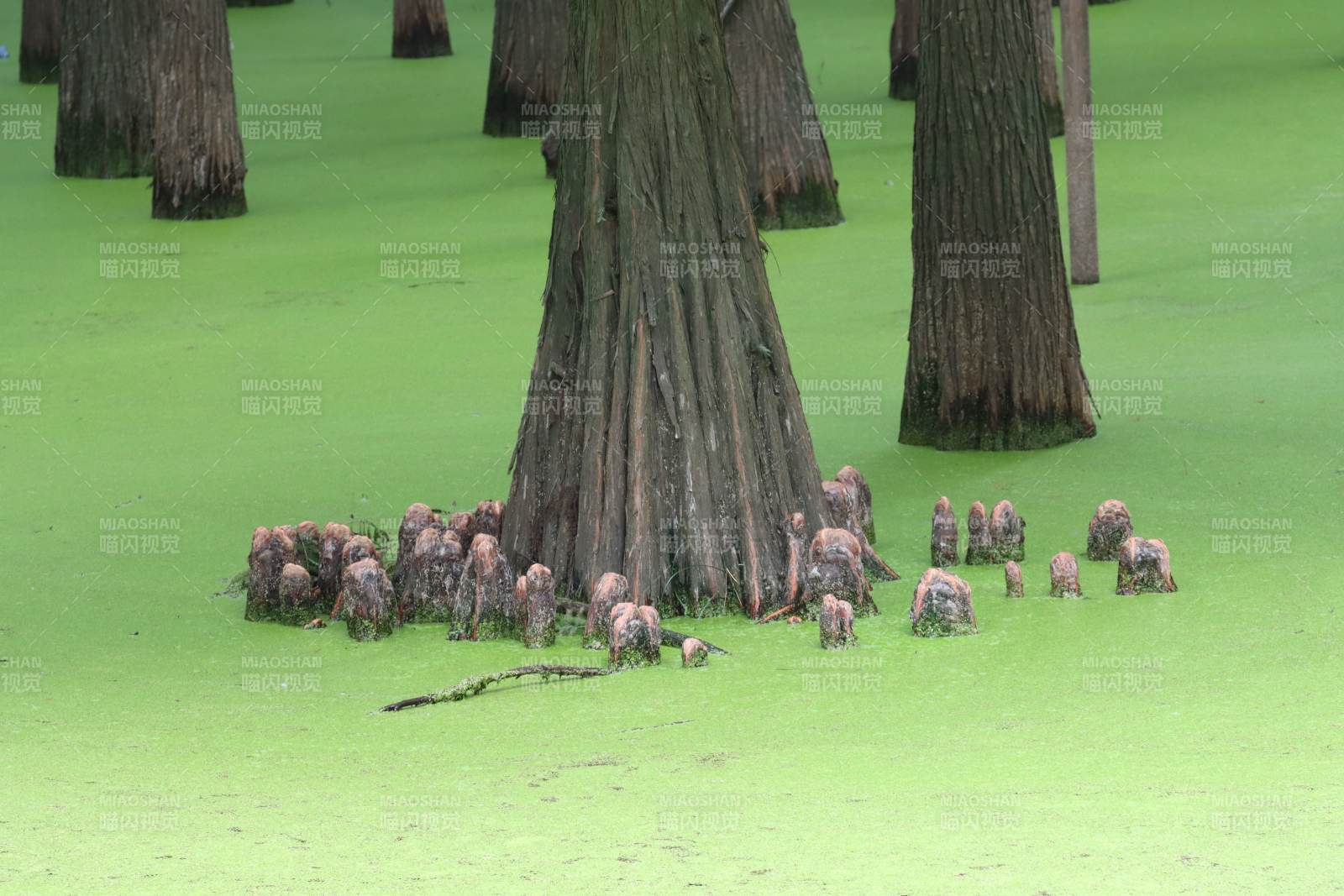 树下绿藻地图片