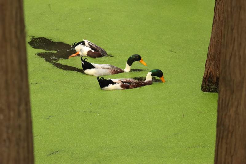 绿湖三鸭悠然游图片