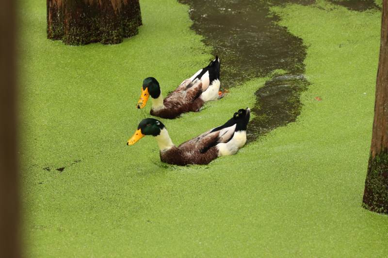 绿藻池中双鸭游图片