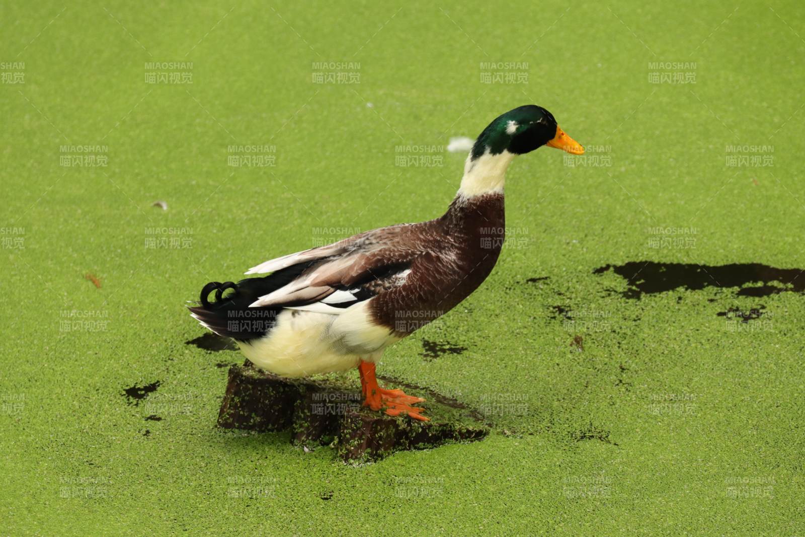 绿头鸭立于浮萍图片