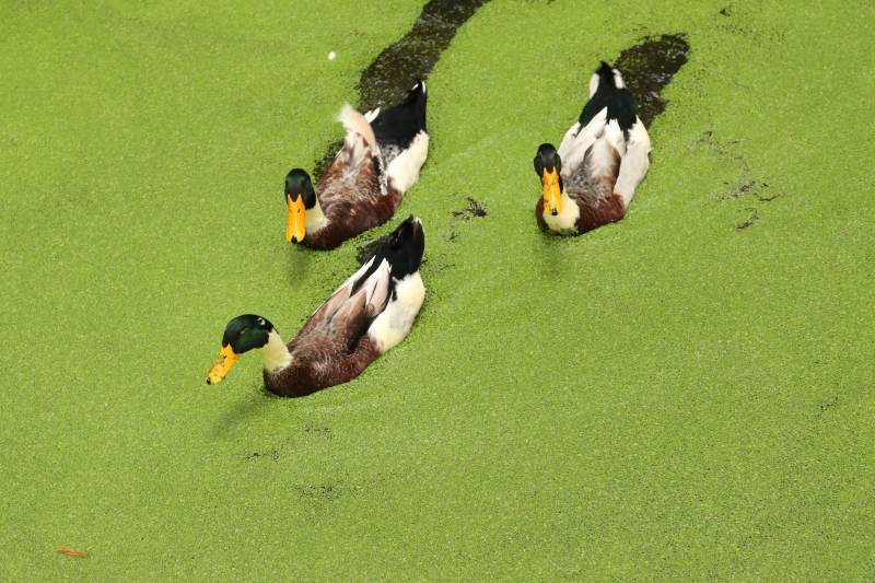 三鸭游绿湖图片