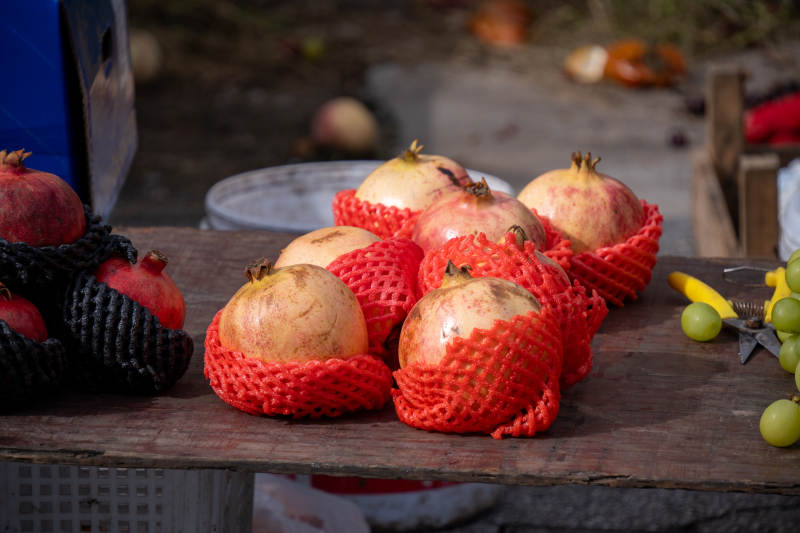 红网包裹的石榴图片