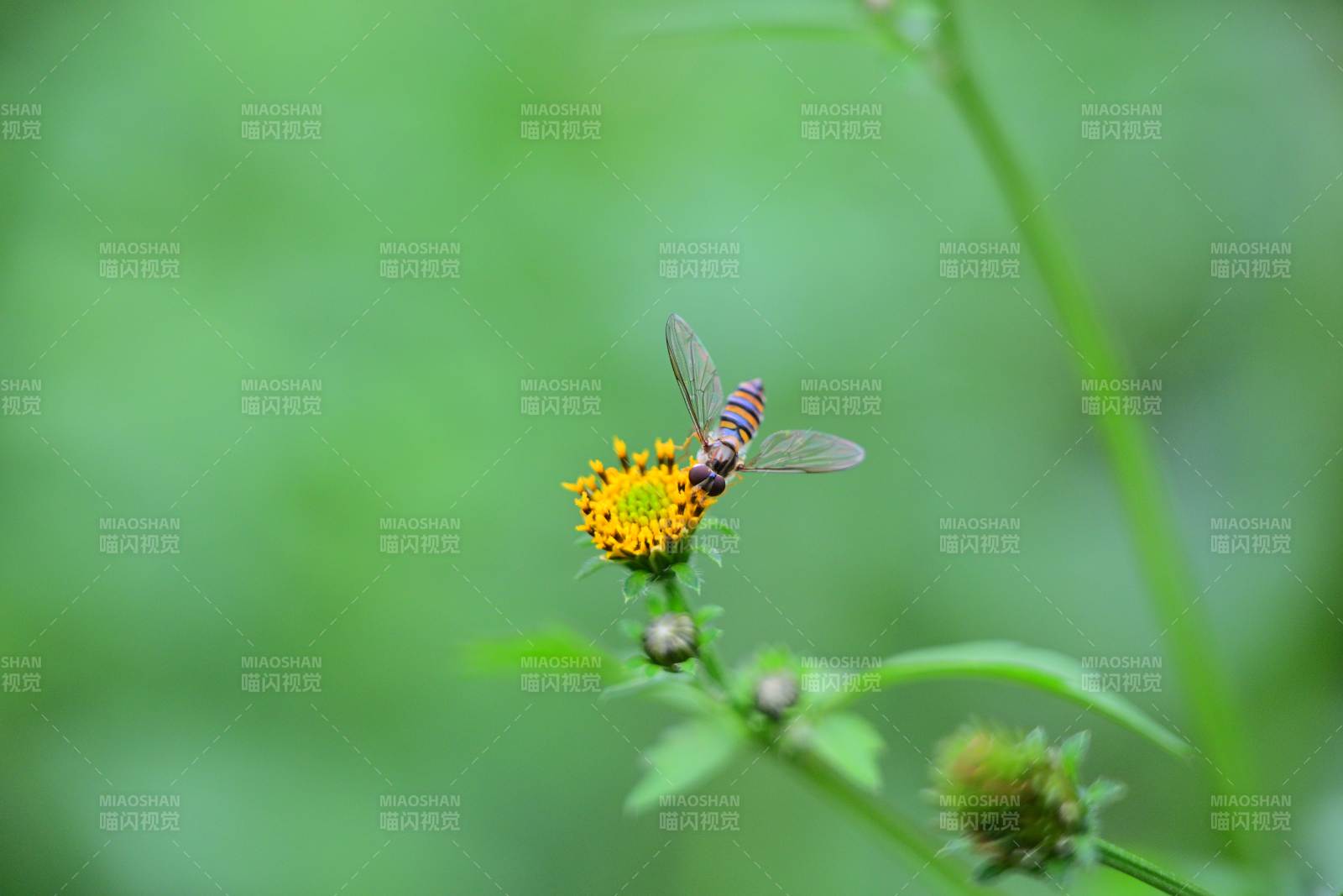 花上停歇的蜂图片