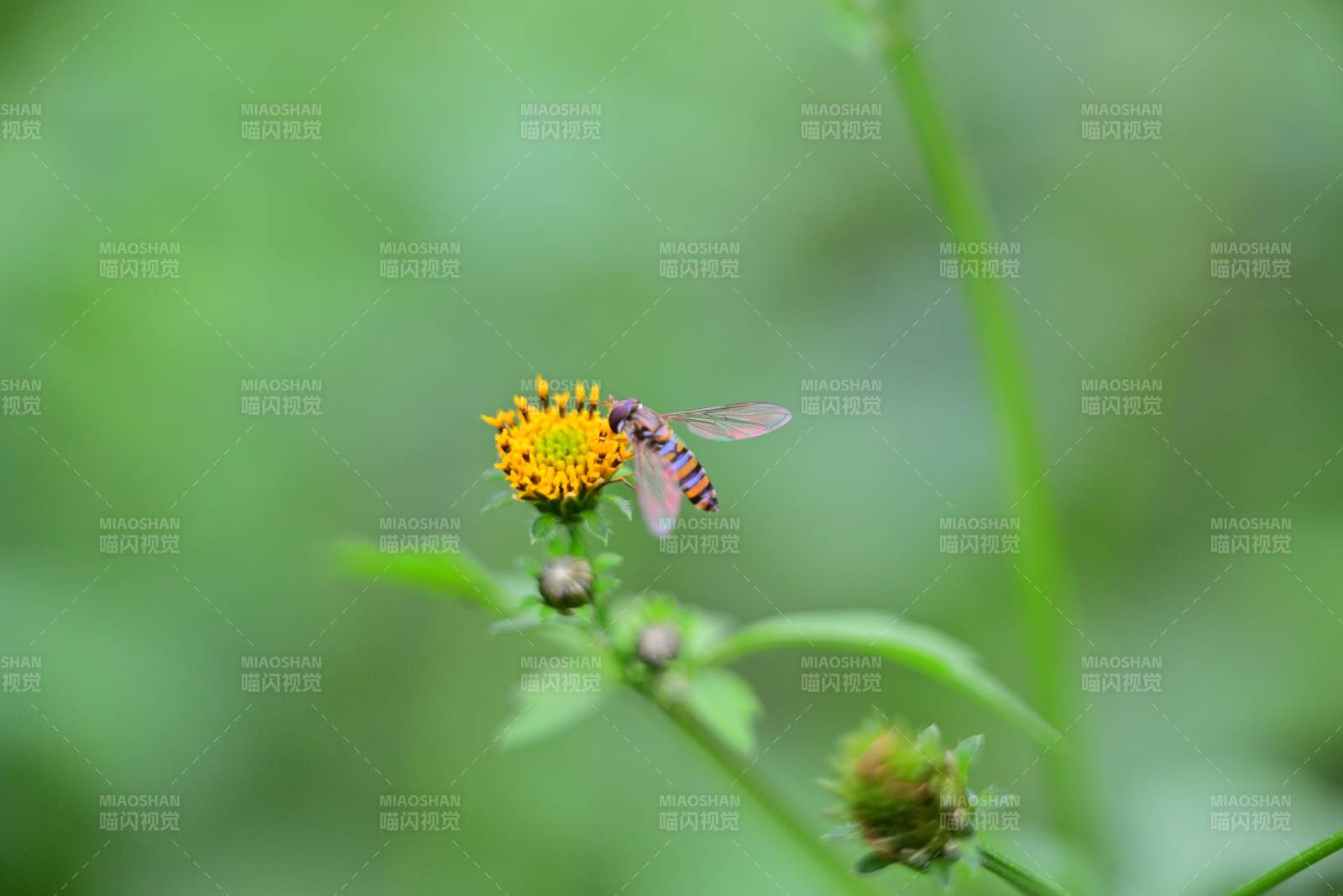 花间飞舞的蜂虻图片