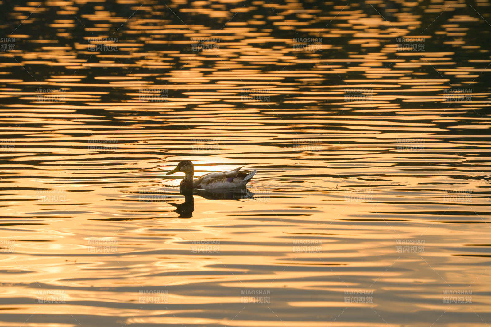 夕阳下的鸭影图片