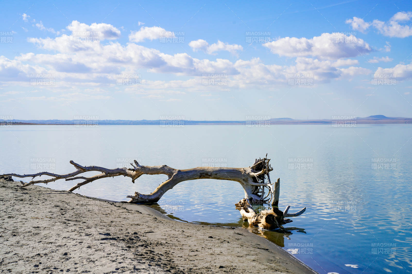 达里湖 湖畔枯木图片