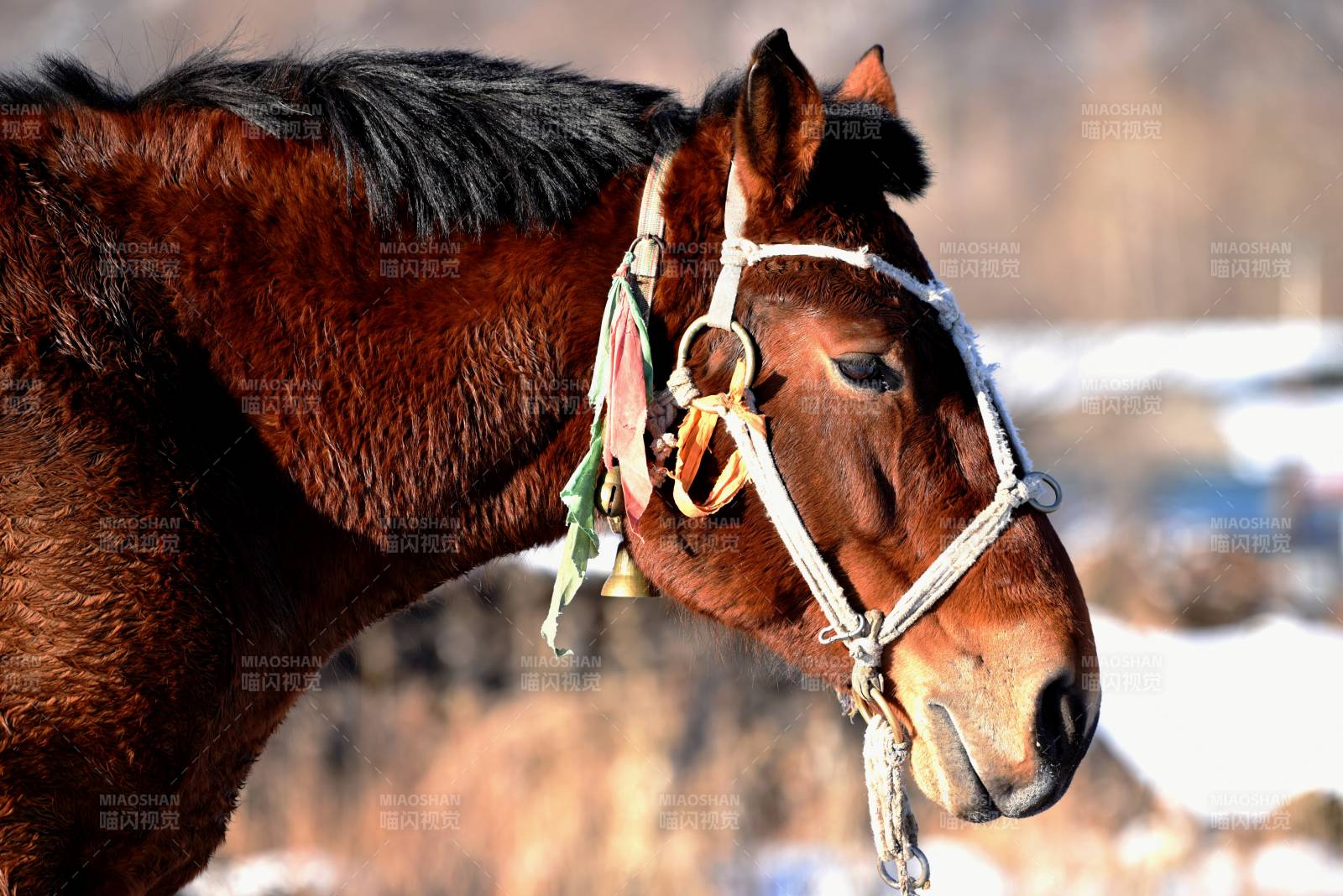 骏马雪原侧影图片