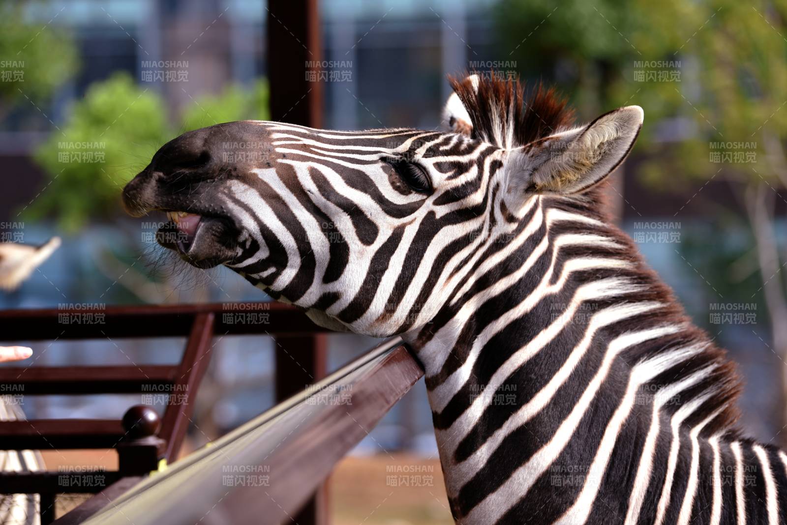 斑马张嘴望远方图片