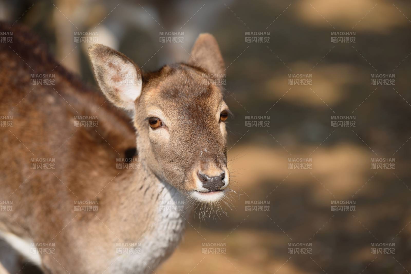 鹿的特写镜头图片