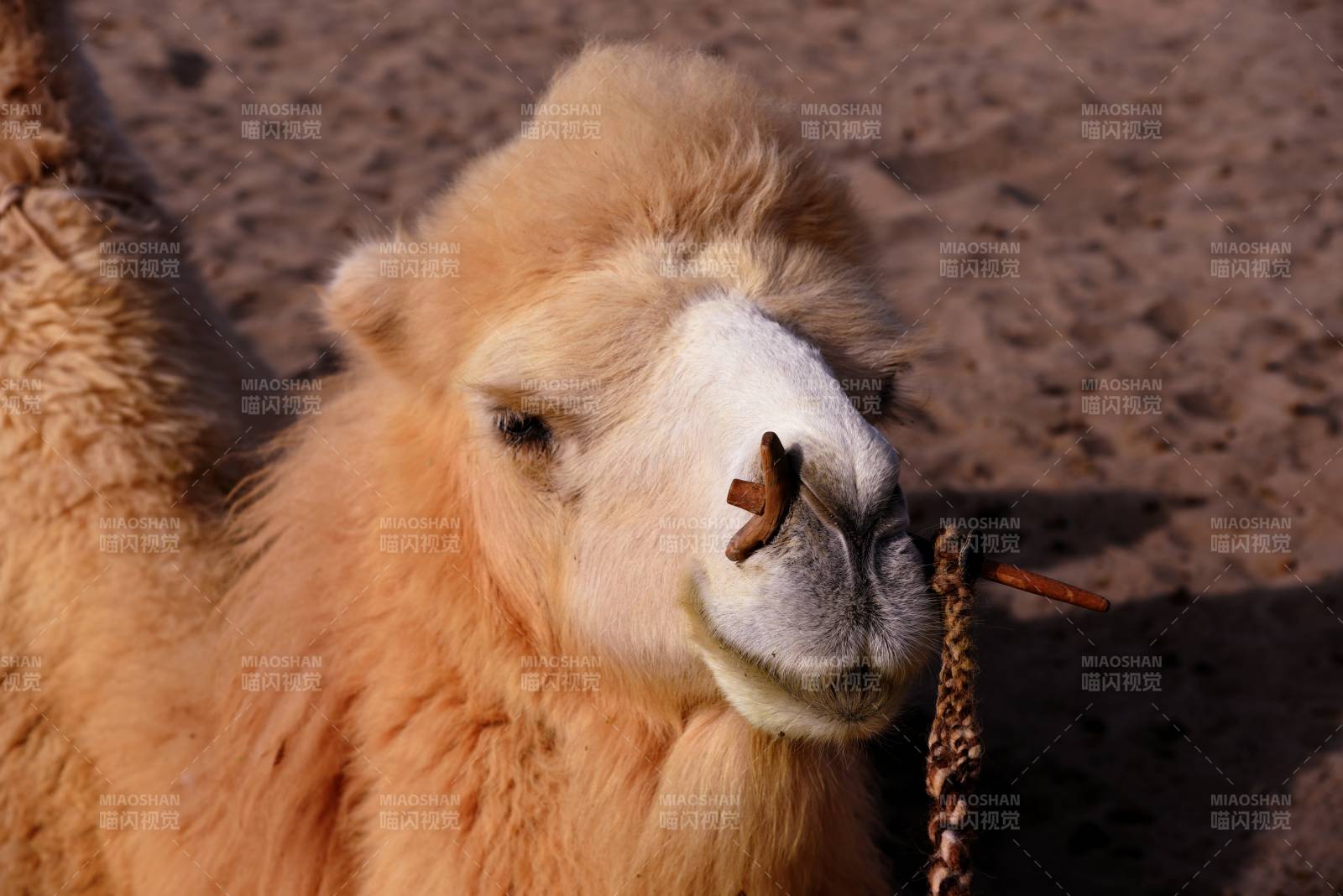 骆驼咀嚼干草图片