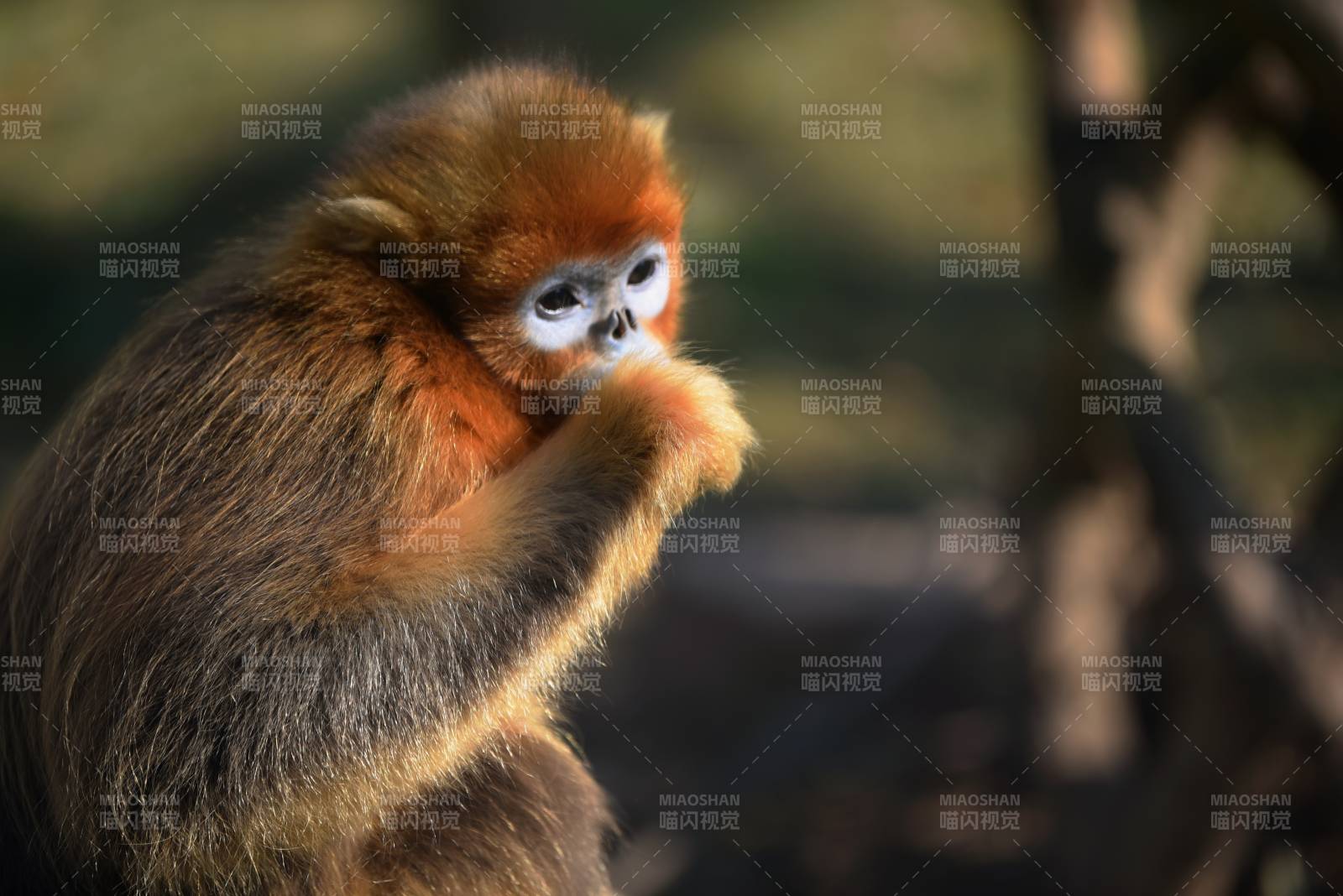 金丝猴静思图片