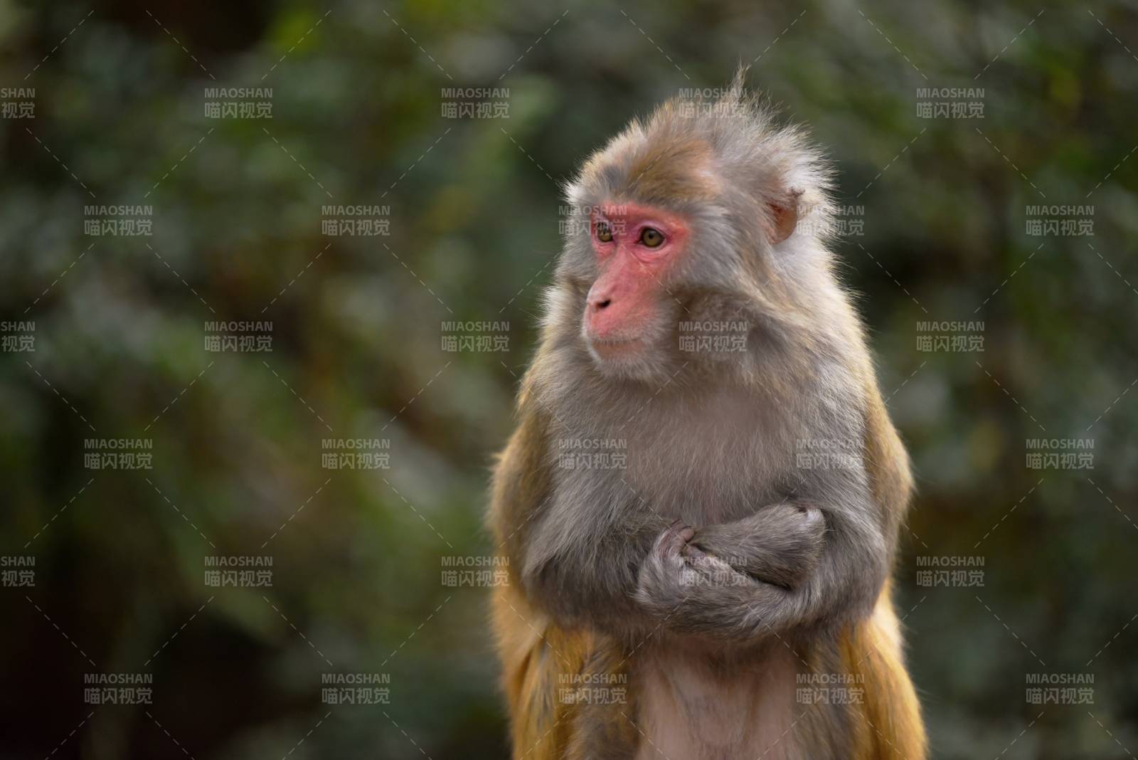 猴子静立凝视图片