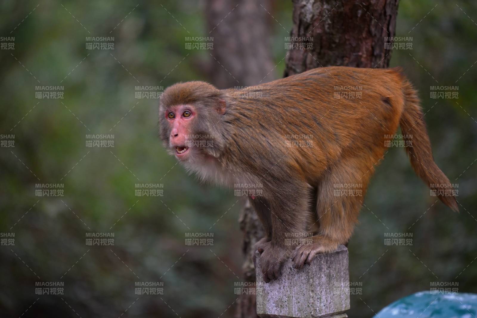 猴子树上静坐图片