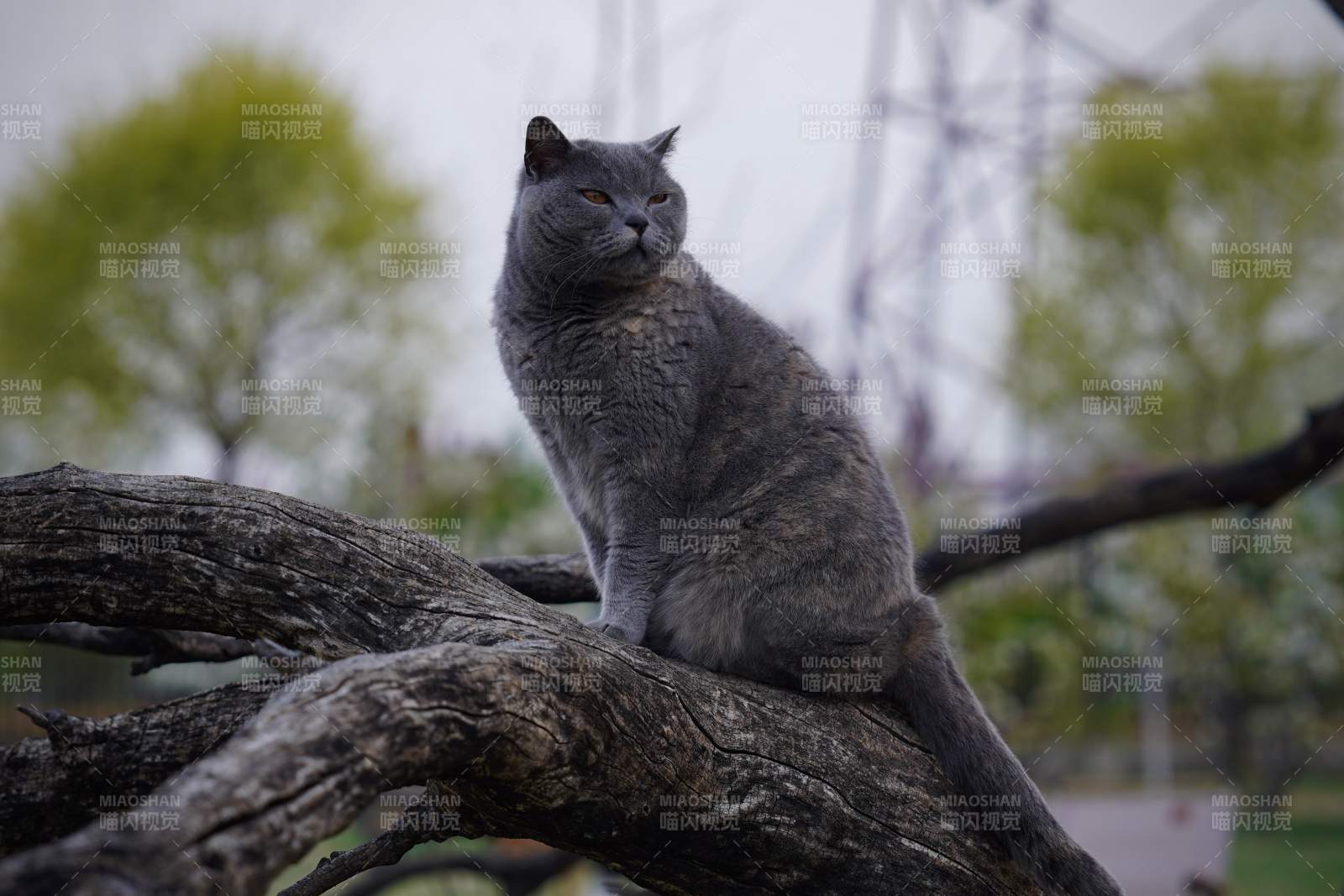 灰猫栖枝望远方图片