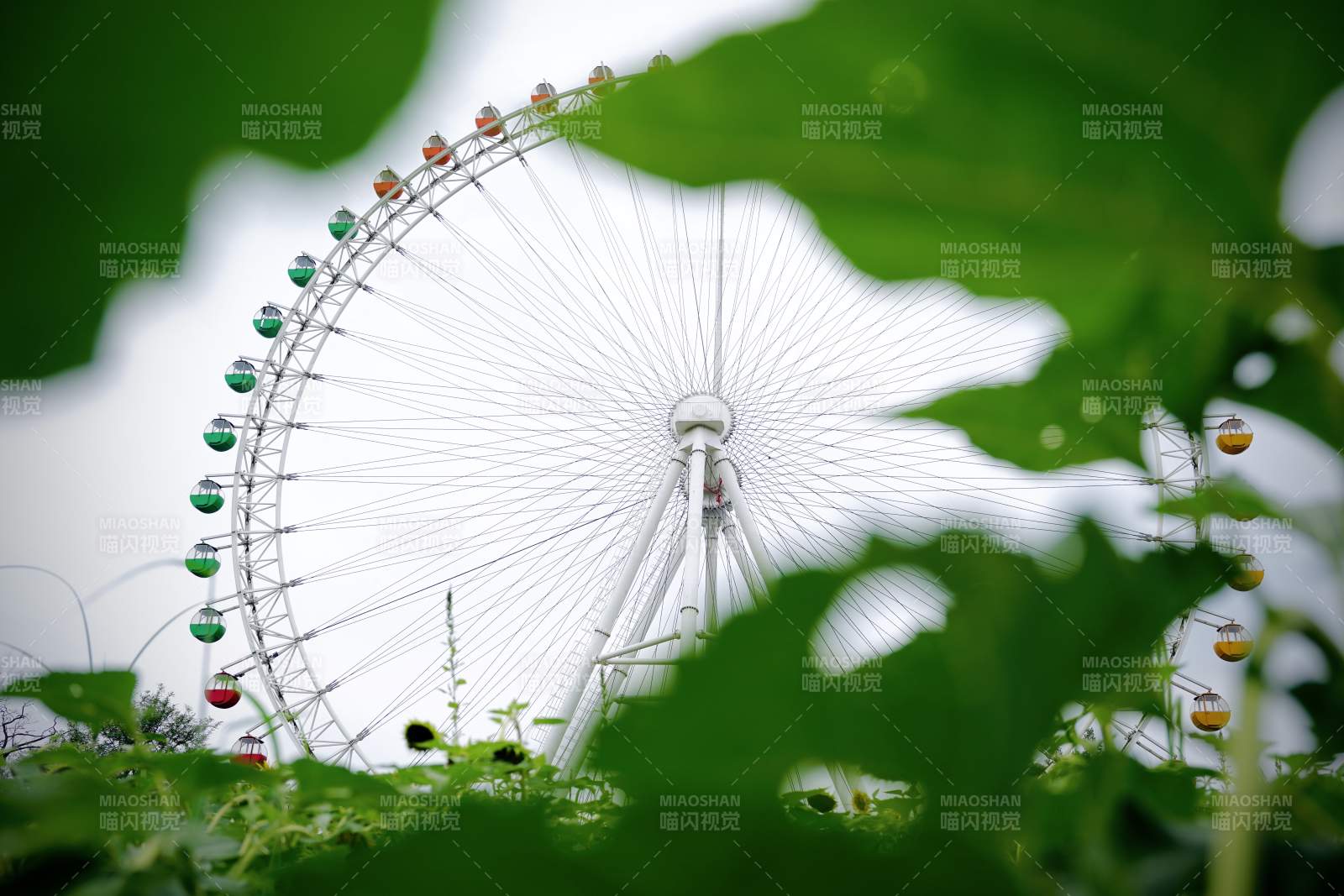 绿叶中的摩天轮图片