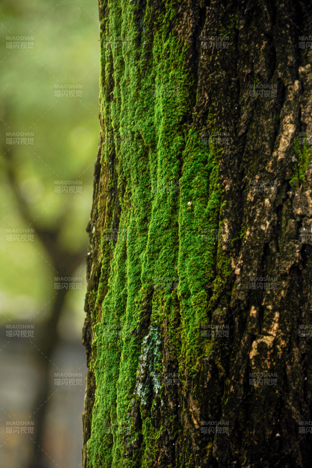 青苔树皮图片