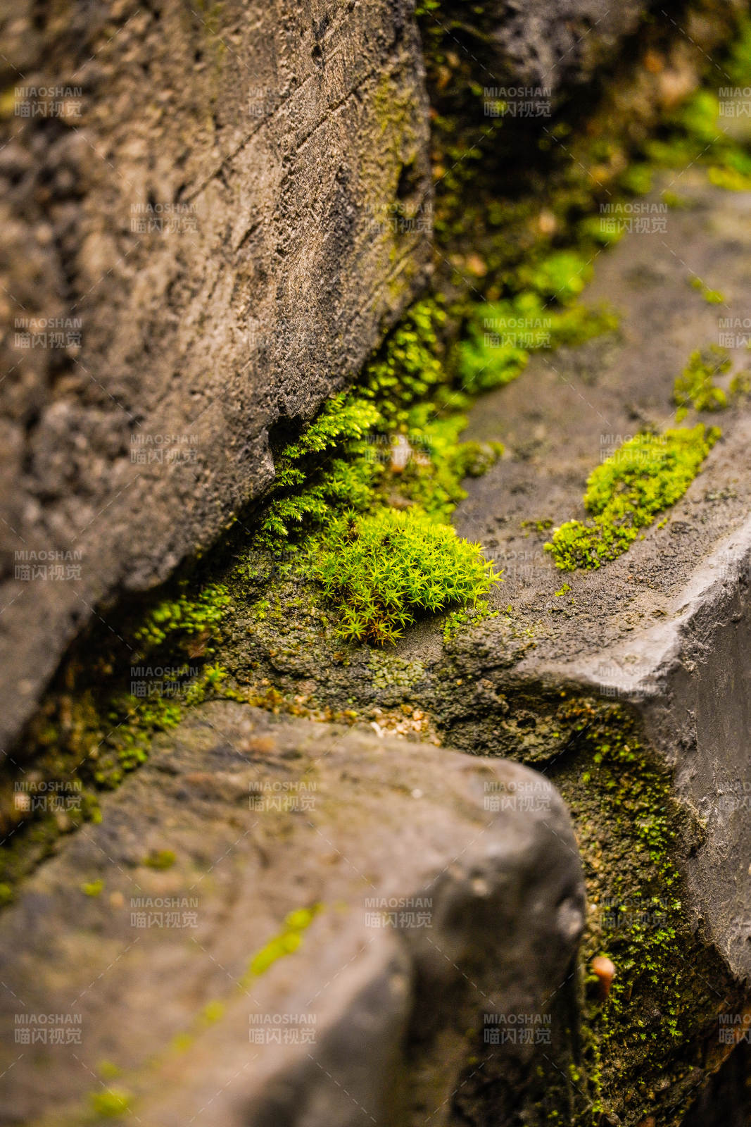 青苔石缝间生长图片