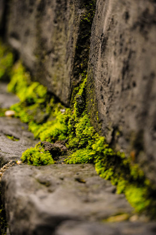 青苔石缝间图片
