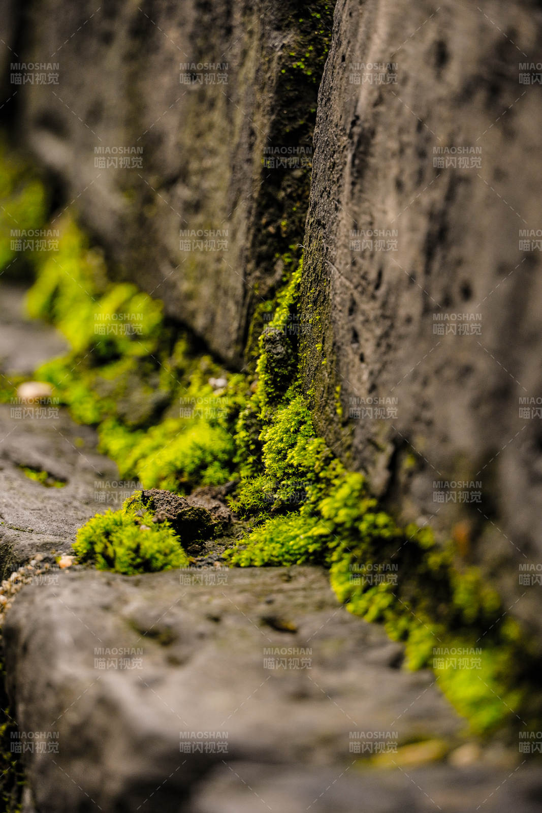 青苔石缝间图片