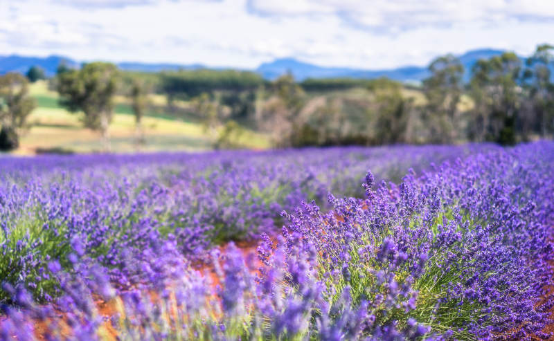 薰衣草花海图片