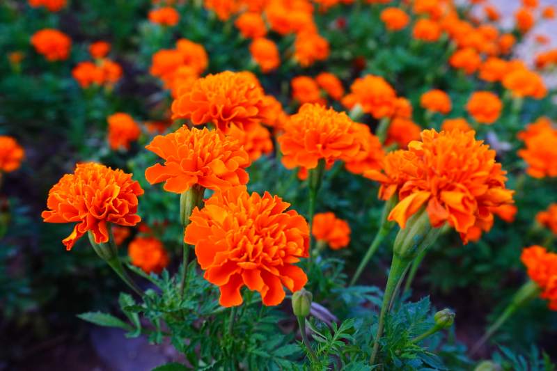 橙色万寿菊盛开图片