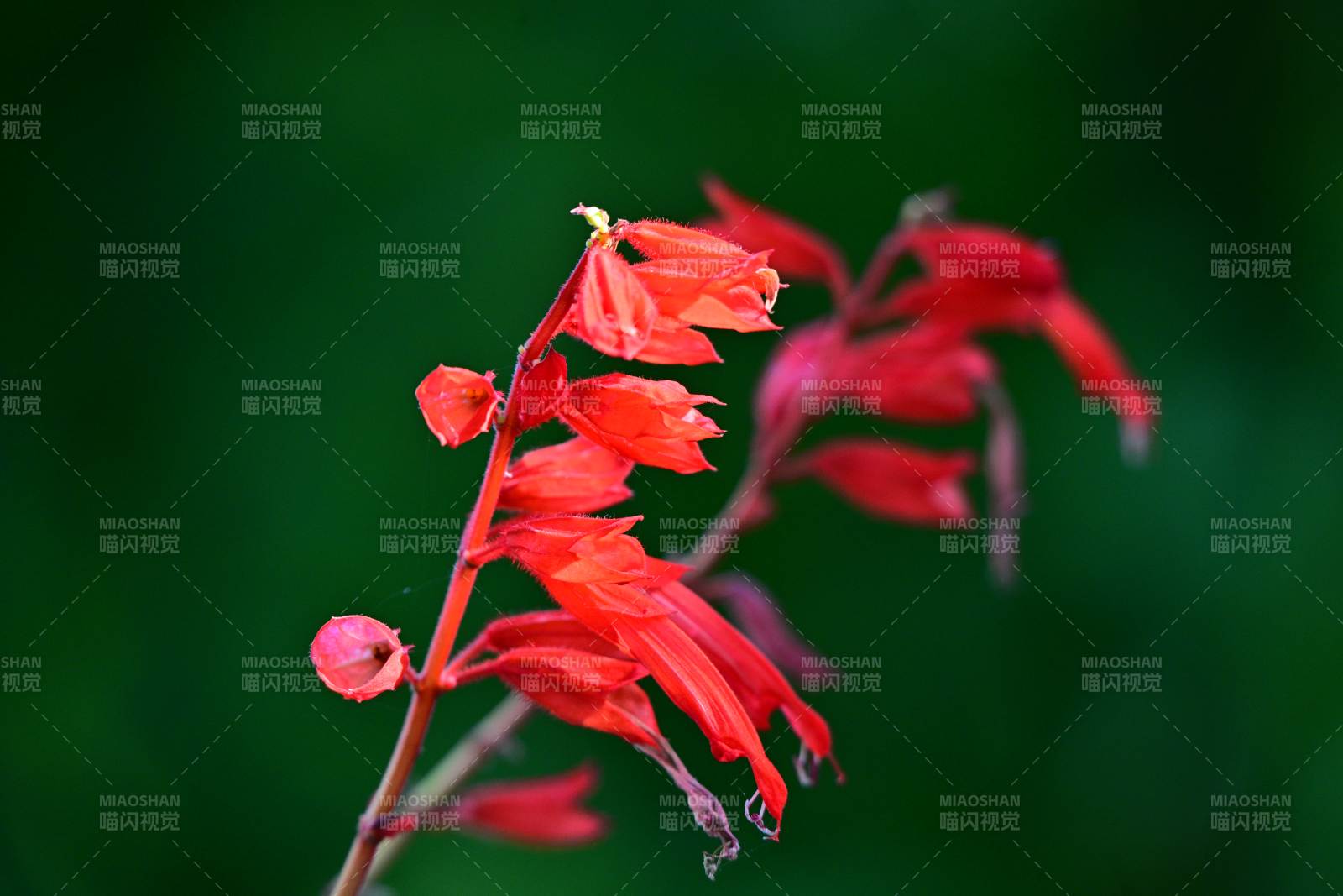 红花绽放枝头图片