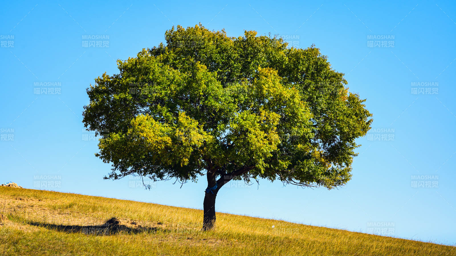 孤树映蓝天图片