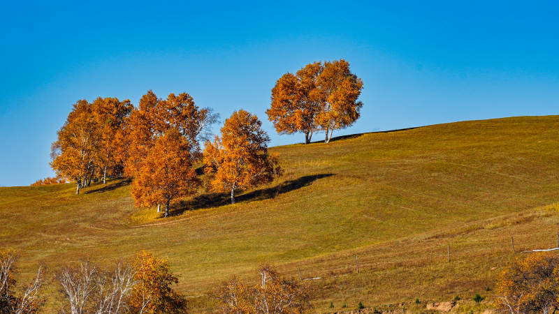 乌兰布统秋日山坡金叶树图片