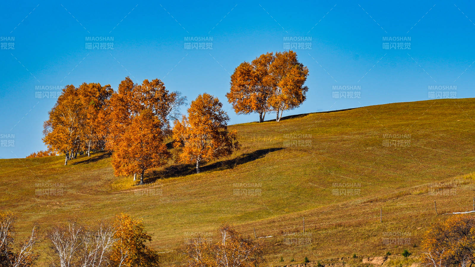 乌兰布统秋日山坡金叶树图片