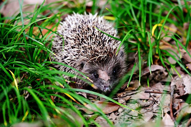 小刺猬在草丛中图片