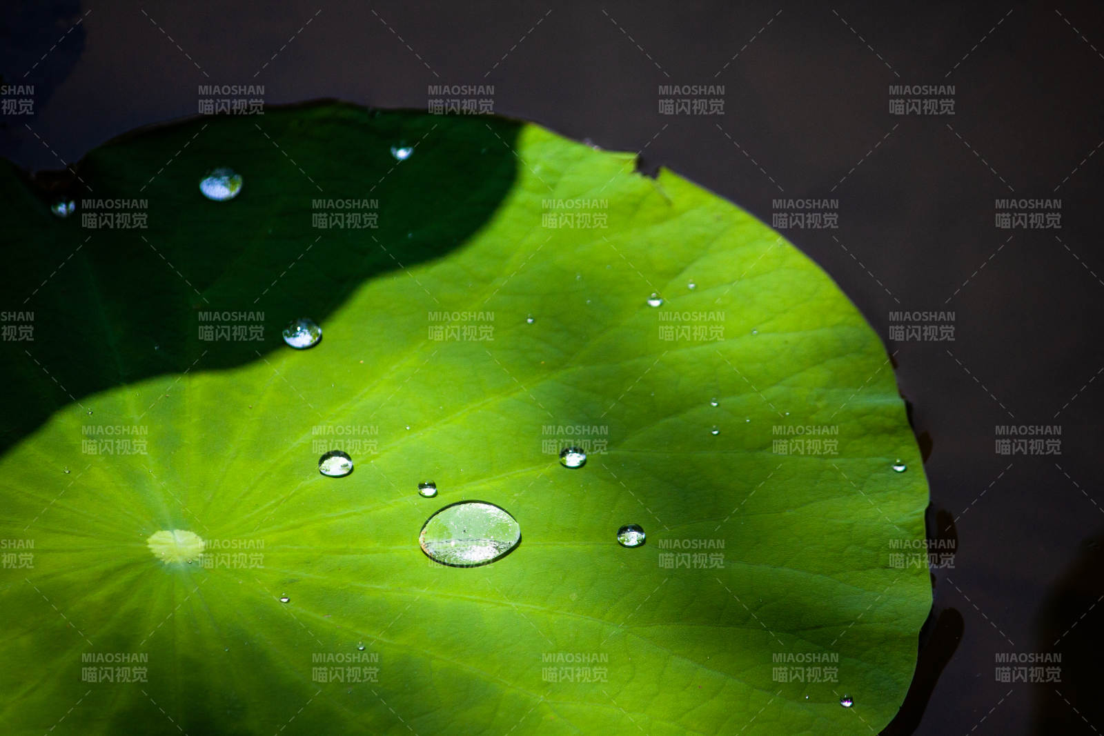 荷叶上的水珠图片
