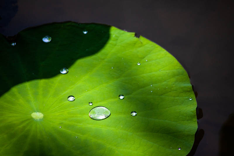荷叶上的水珠图片