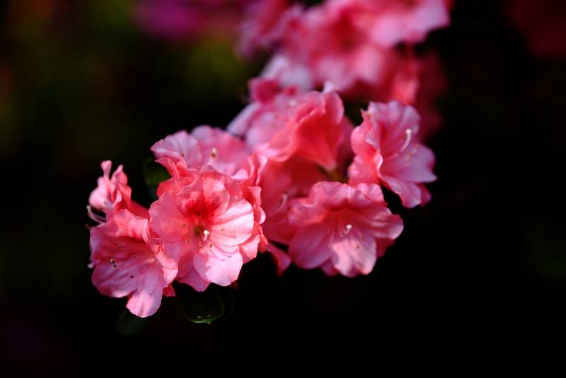 粉红杜鹃绽放图片