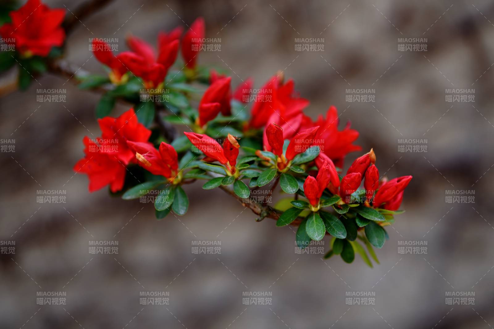 红杜鹃花绽枝头图片