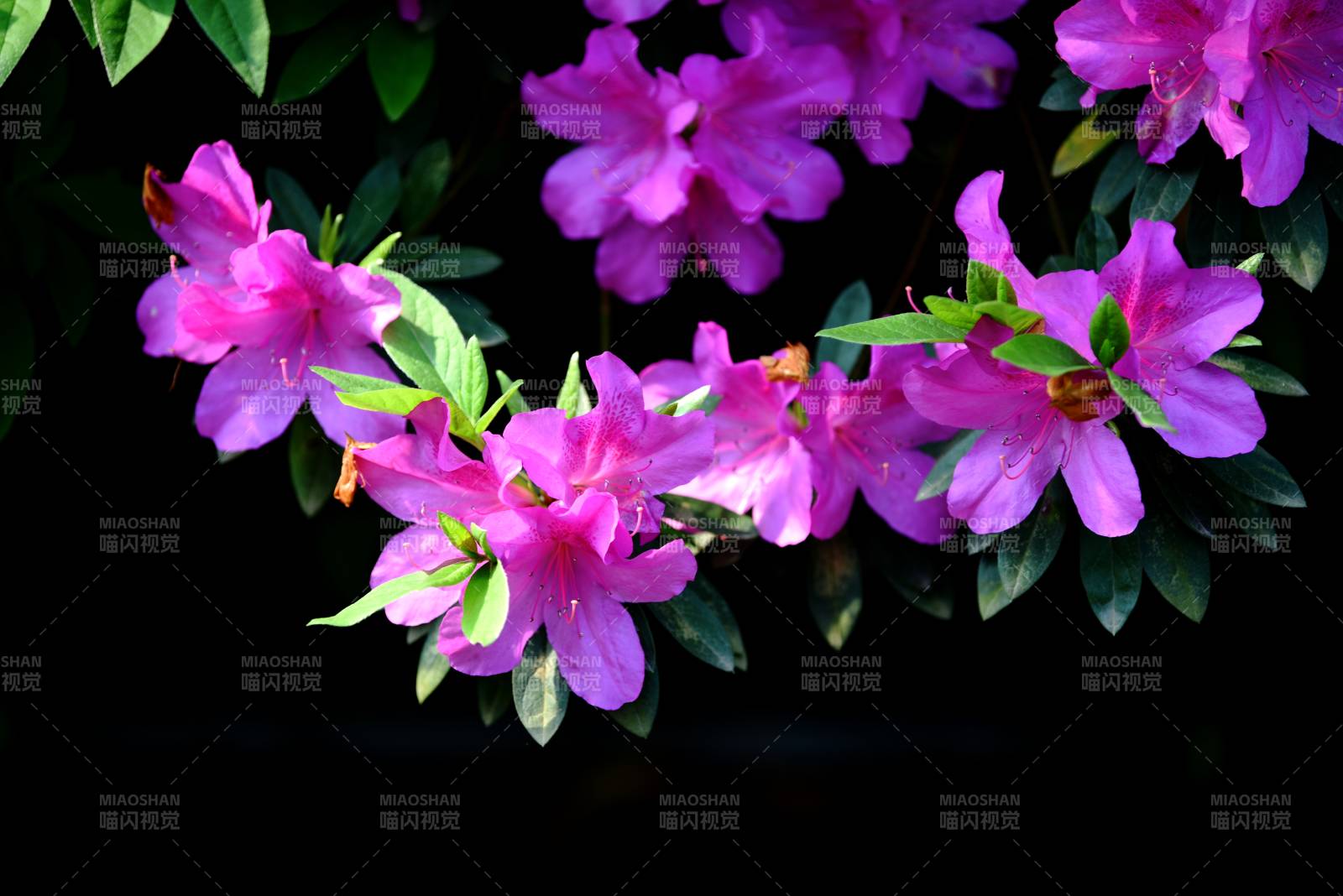 紫杜鹃花绽枝头图片