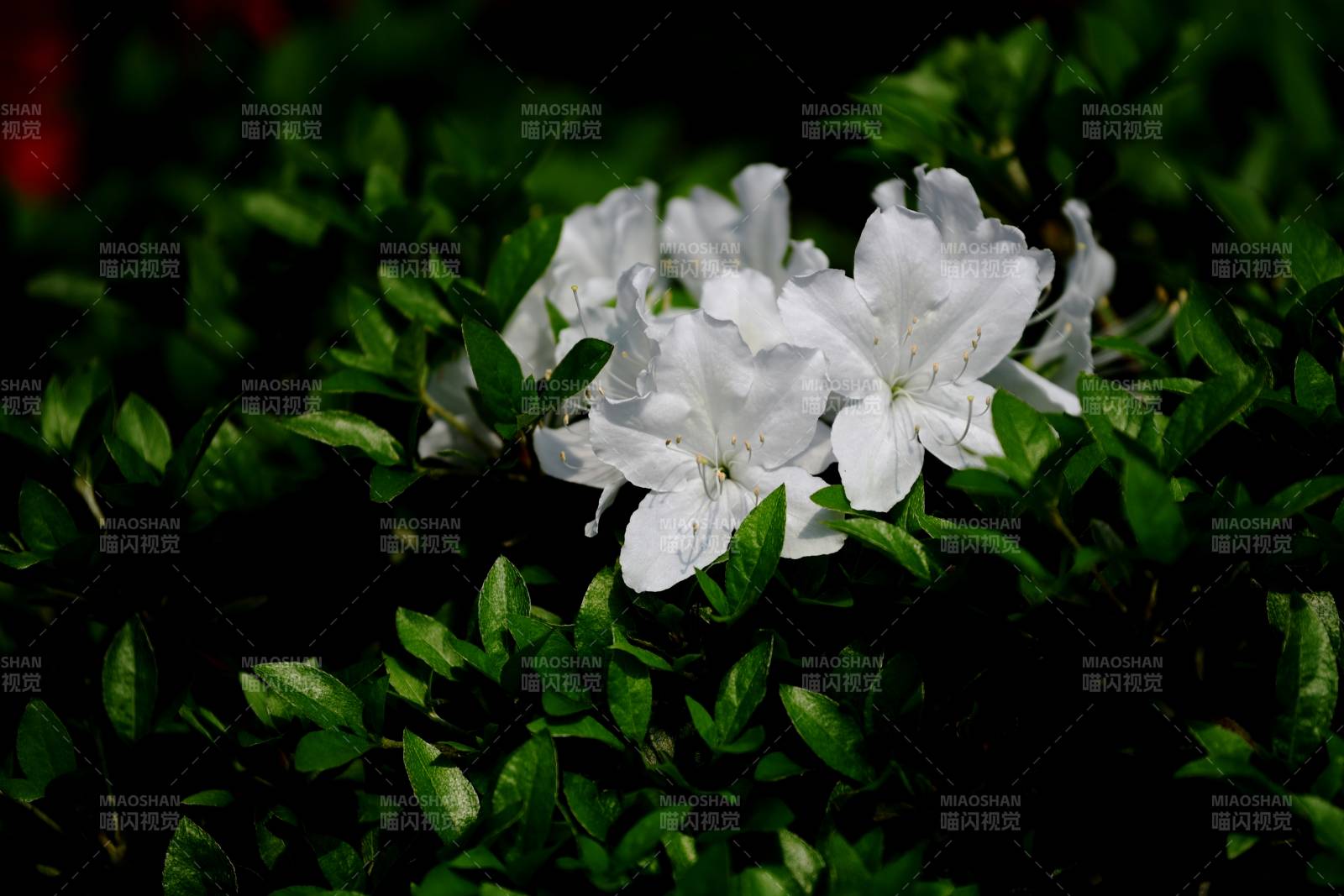 白杜鹃绿叶相映成趣图片