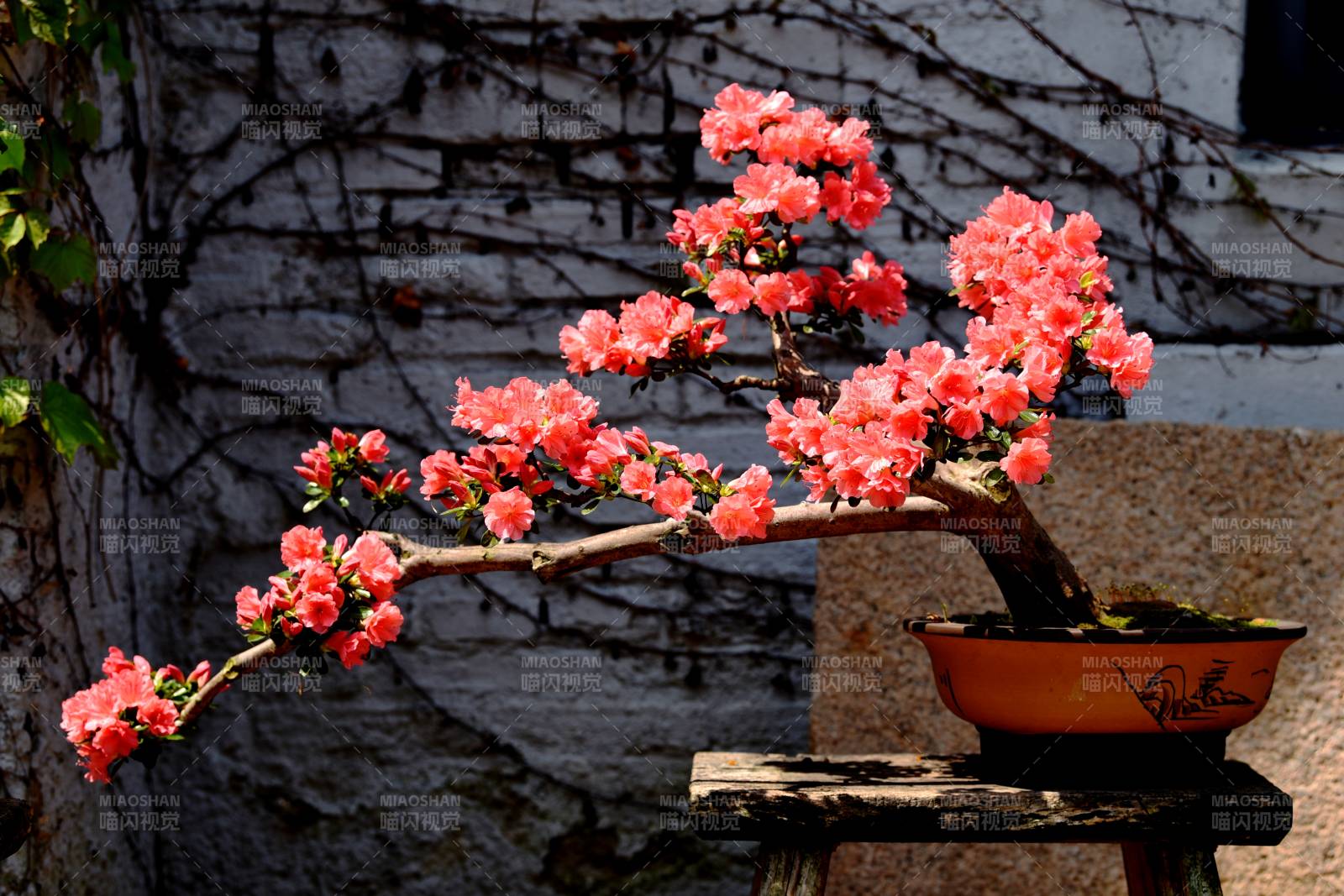 杜鹃花盆景花开意浓图片